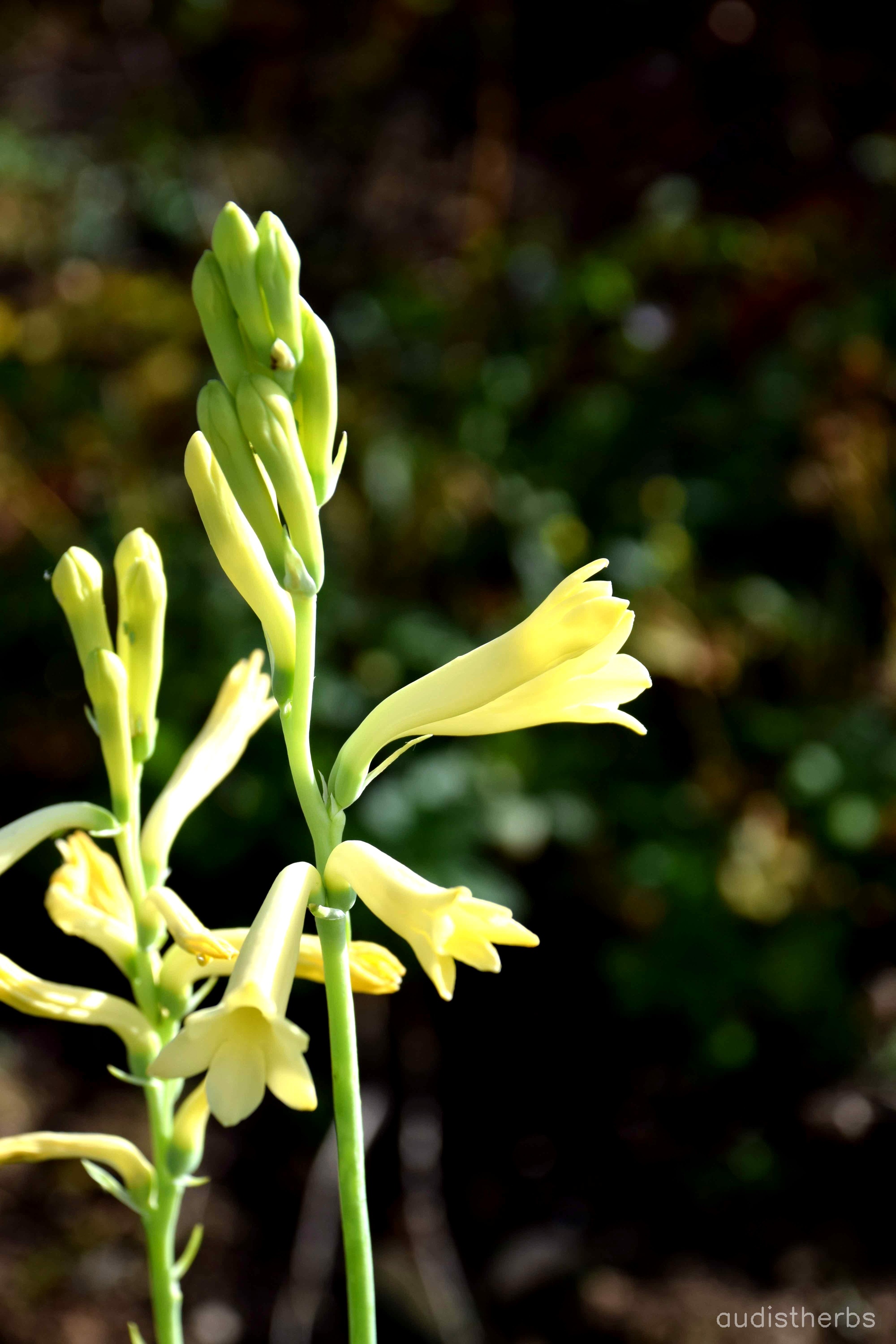 augmented_Polianthes tuberosa flower12_contrast_inc.jpeg